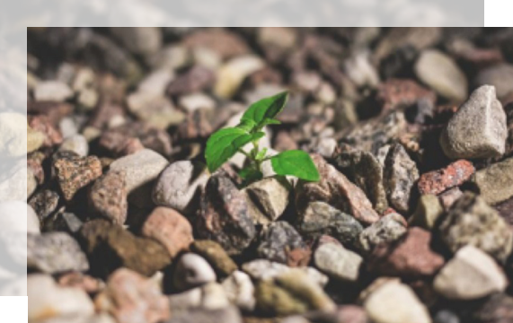 plant growing between the rocks